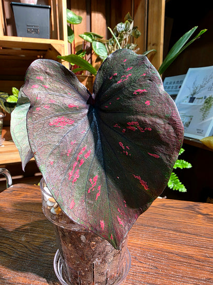 Caladium Thailand 泰國彩葉芋