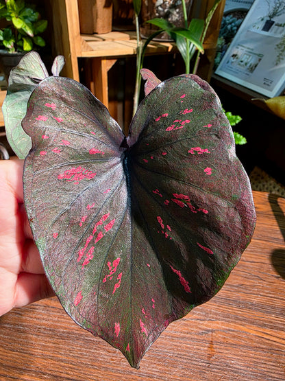 Caladium Thailand 泰國彩葉芋