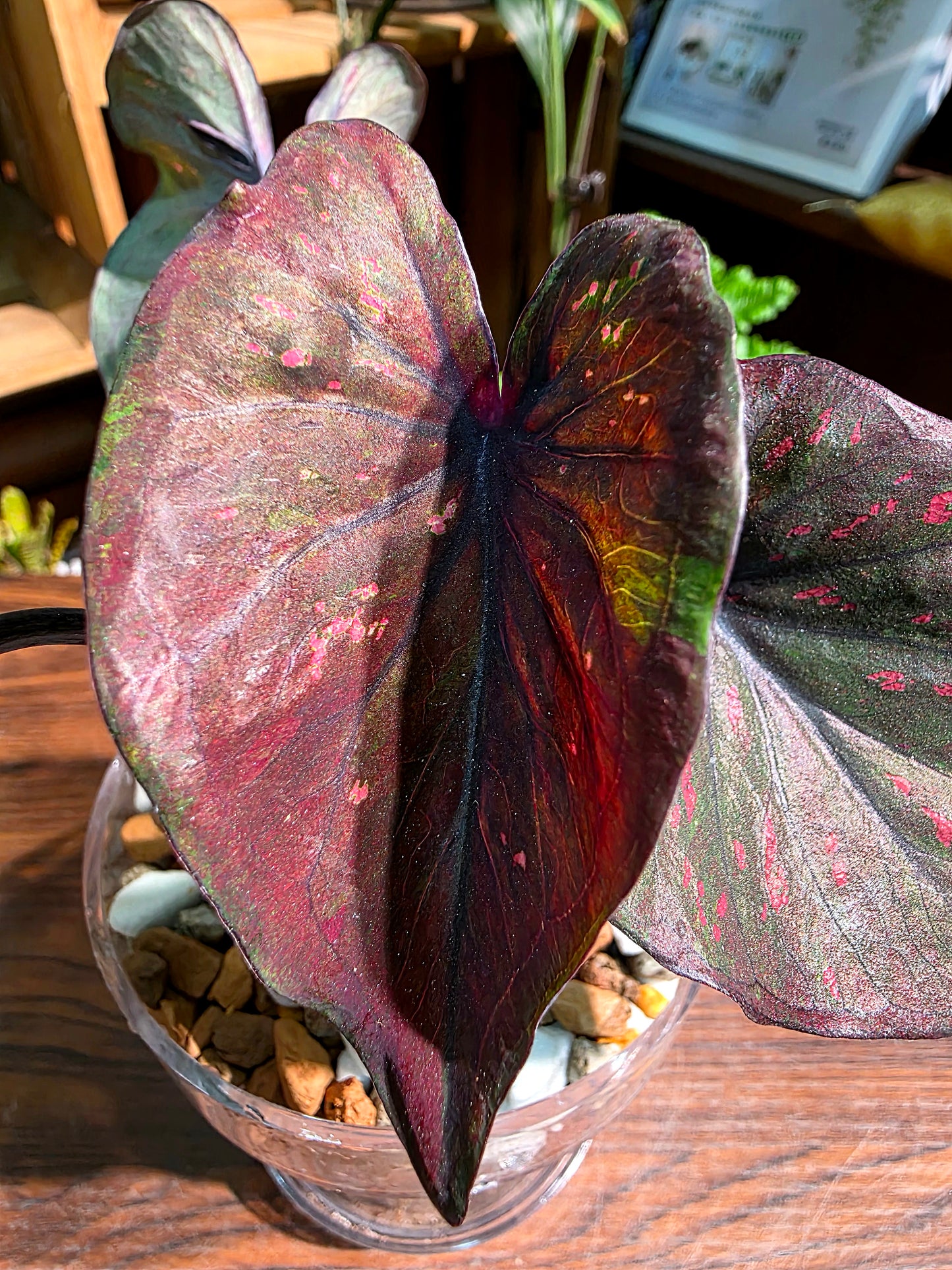 Caladium Thailand 泰國彩葉芋