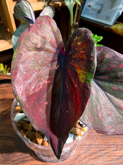 Caladium Thailand 泰國彩葉芋