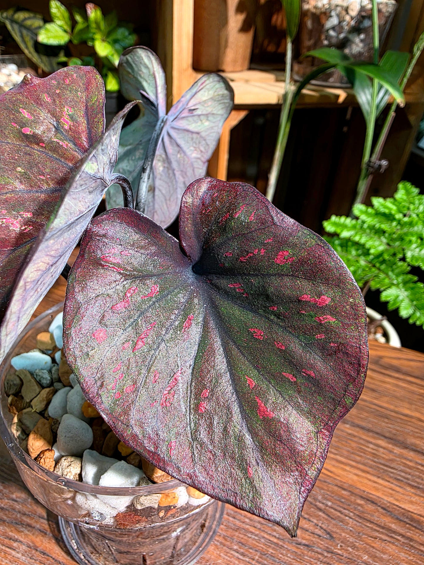Caladium Thailand 泰國彩葉芋