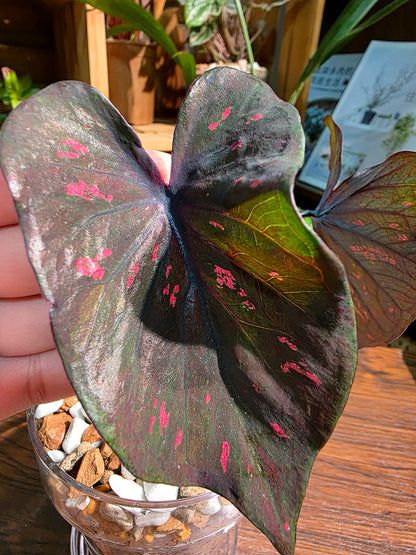 Caladium Thailand 泰國彩葉芋