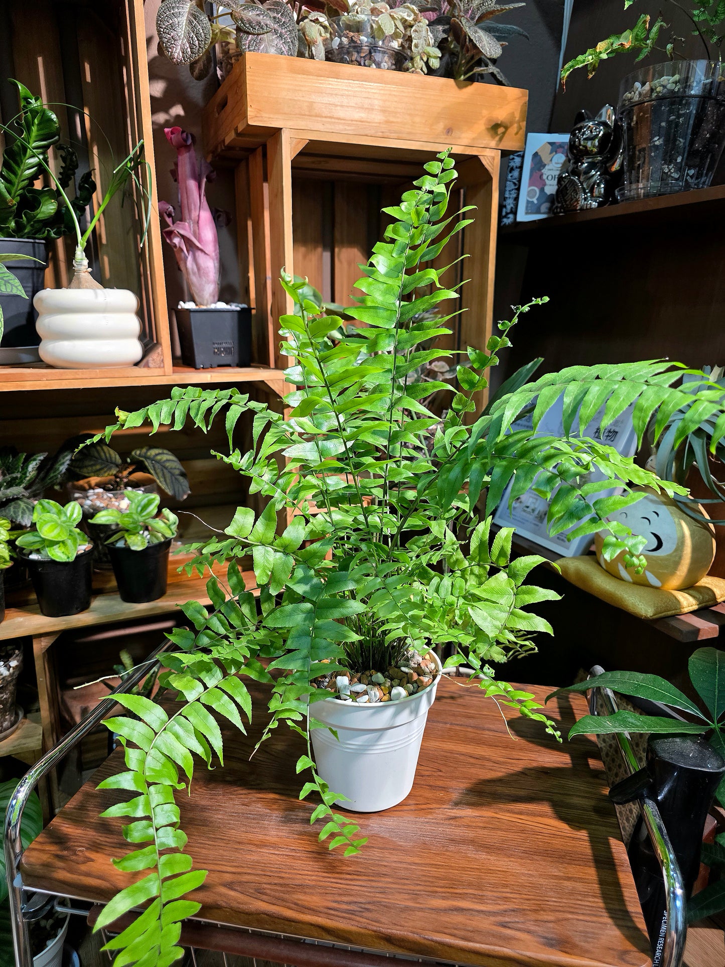 Nephrolepis cordifolia 霸王蕨
