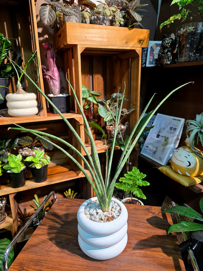 Sansevieria Icicle fernwood 細葉虎尾蘭