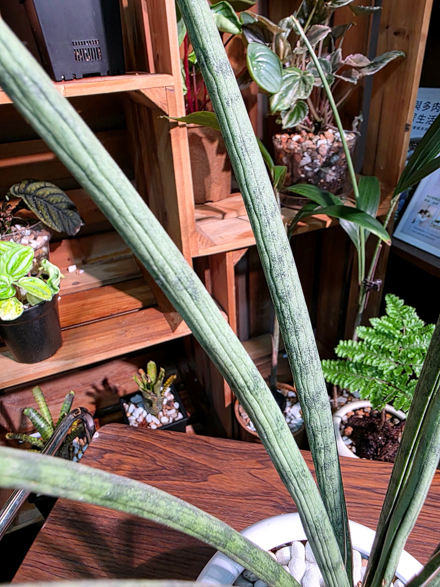 Sansevieria Icicle fernwood 細葉虎尾蘭