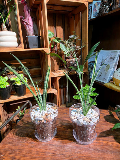 Sansevieria Icicle fernwood 細葉虎尾蘭
