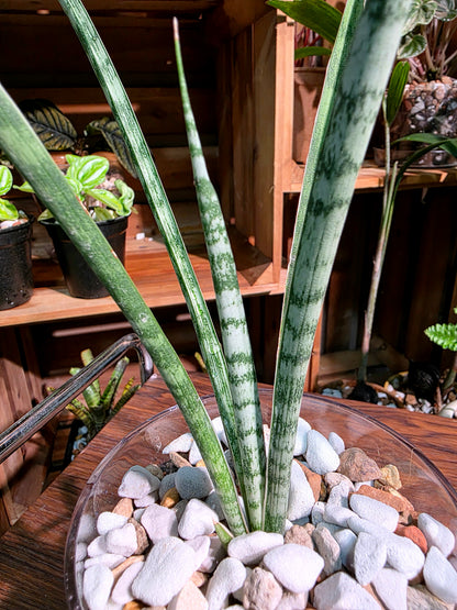 Sansevieria Icicle fernwood 細葉虎尾蘭