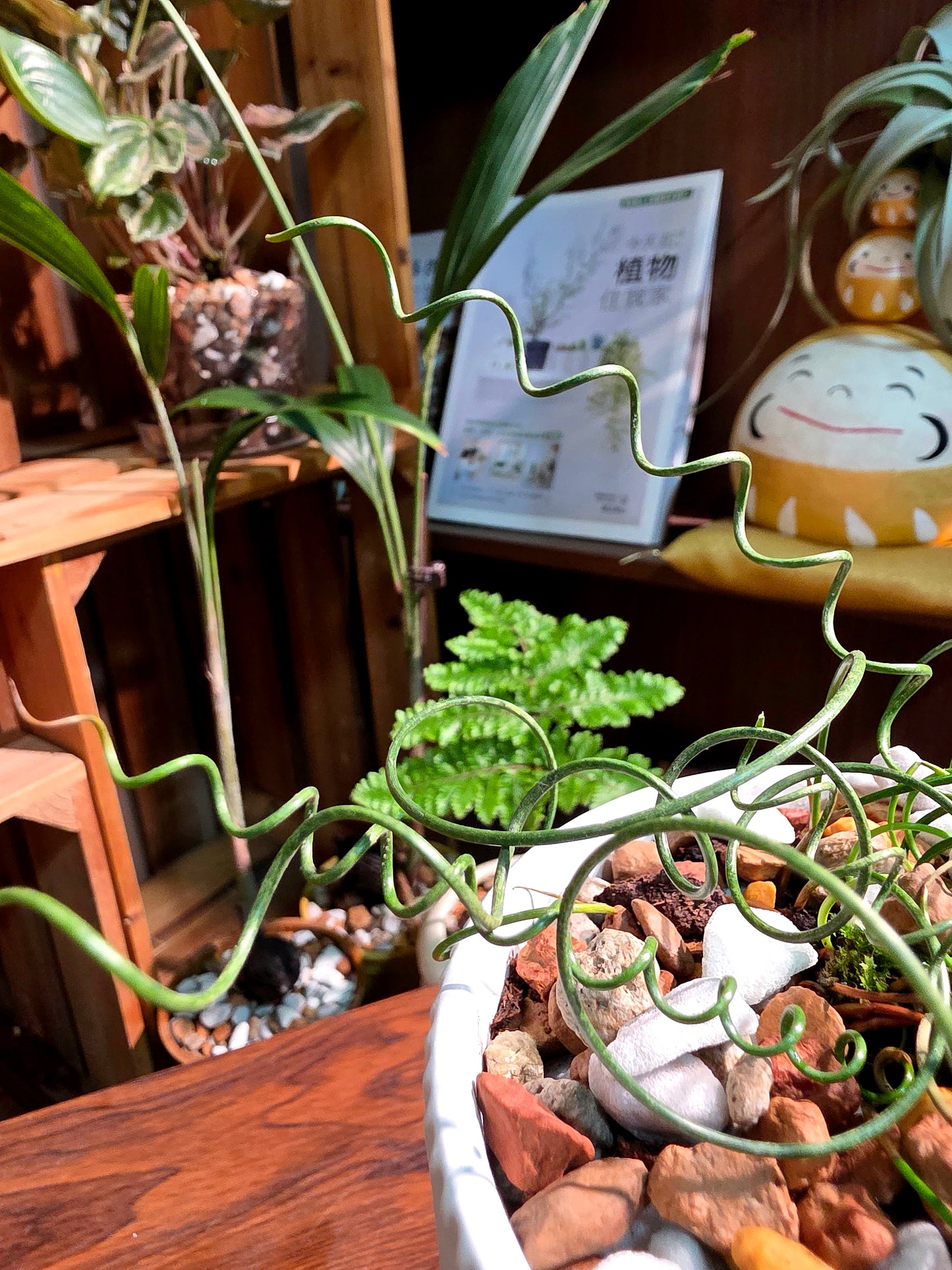 Juncus effusus spiralis 彈簧燈芯草