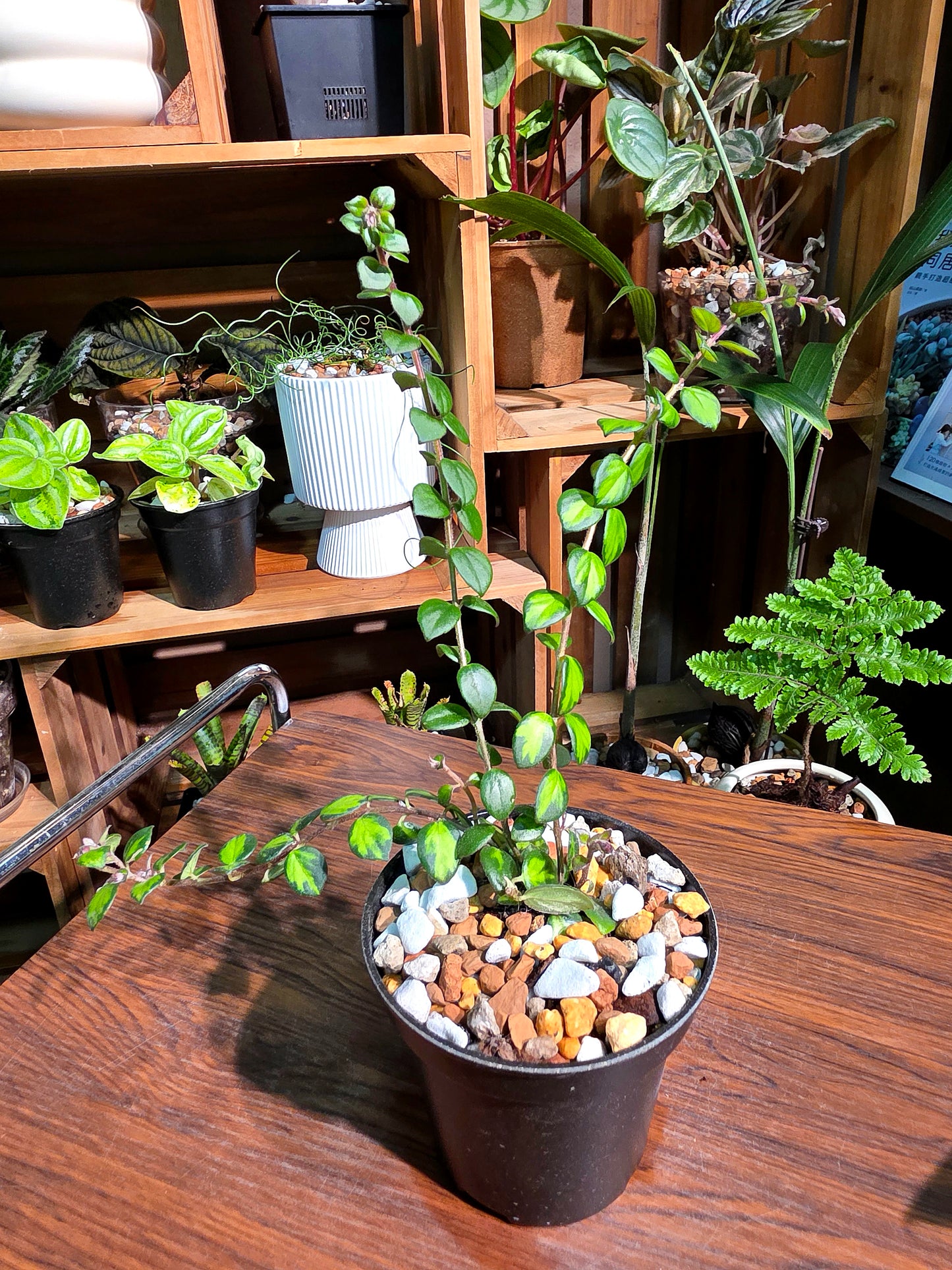 Columnea microphylla variegated 斑葉金魚藤