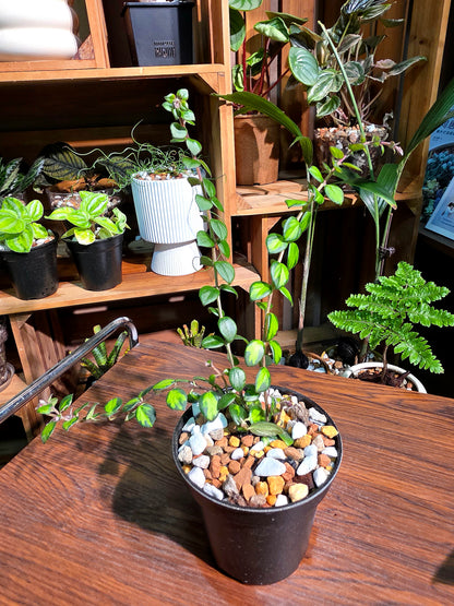 Columnea microphylla variegated 斑葉金魚藤