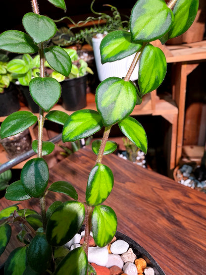 Columnea microphylla variegated 斑葉金魚藤