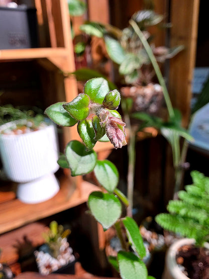 Columnea microphylla variegated 斑葉金魚藤