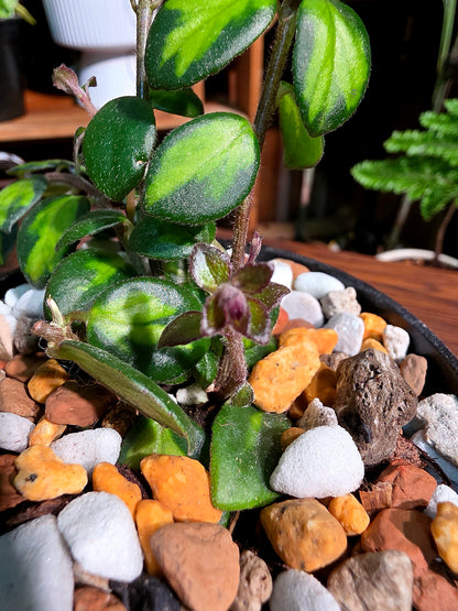 Columnea microphylla variegated 斑葉金魚藤
