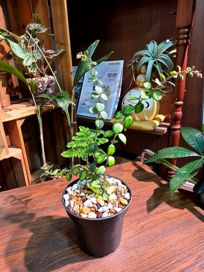 Columnea microphylla variegated 斑葉金魚藤