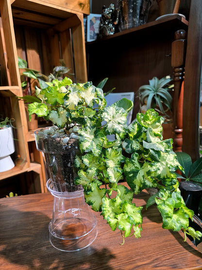 Hedera helix moonlight 月光燈常春藤