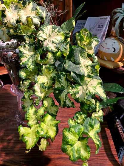 Hedera helix moonlight 月光燈常春藤