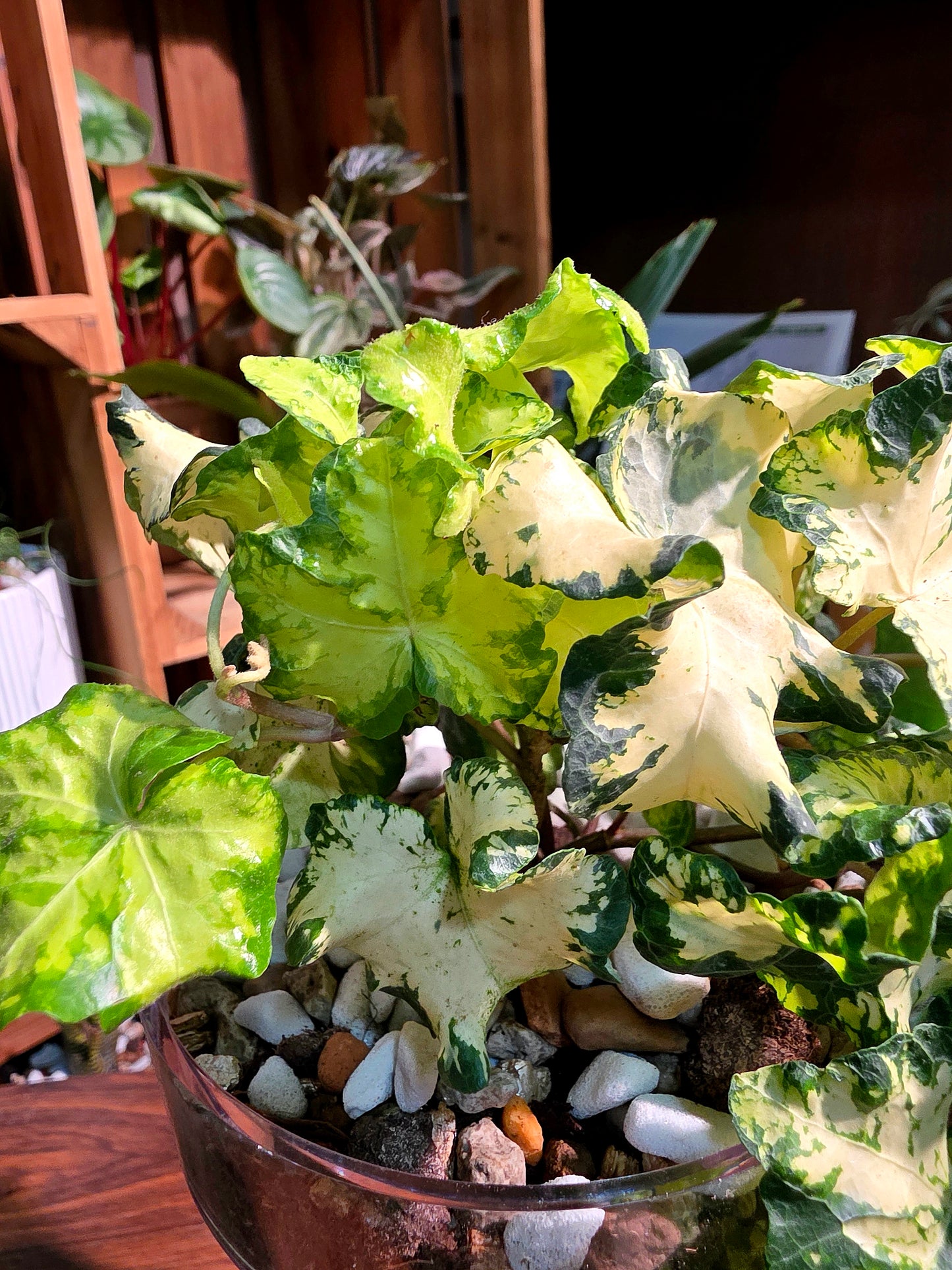 Hedera helix moonlight 月光燈常春藤