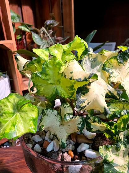 Hedera helix moonlight 月光燈常春藤