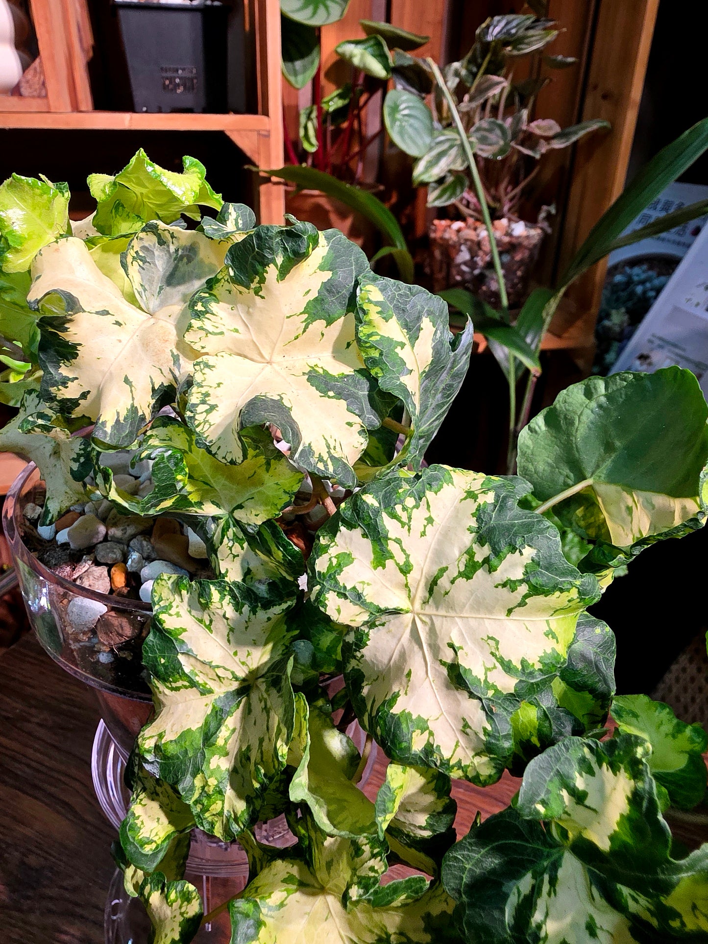 Hedera helix moonlight 月光燈常春藤