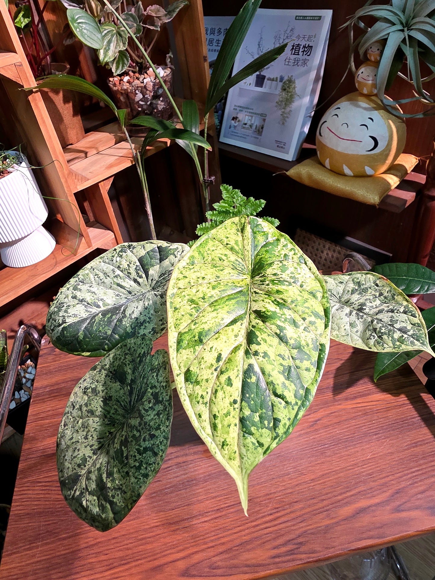 Alocasia dragon scale variegata 龍麟錦海芋