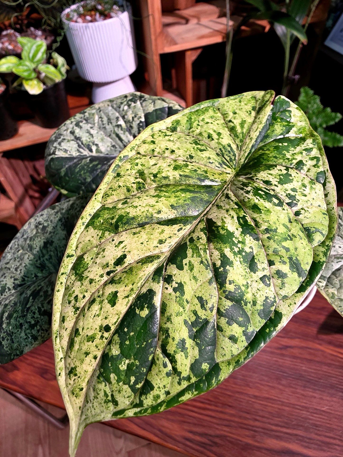 Alocasia dragon scale variegata 龍麟錦海芋