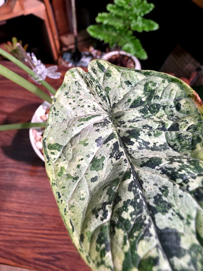 Alocasia dragon scale variegata 龍麟錦海芋