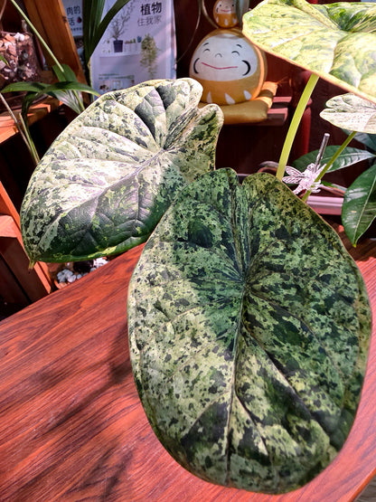 Alocasia dragon scale variegata 龍麟錦海芋