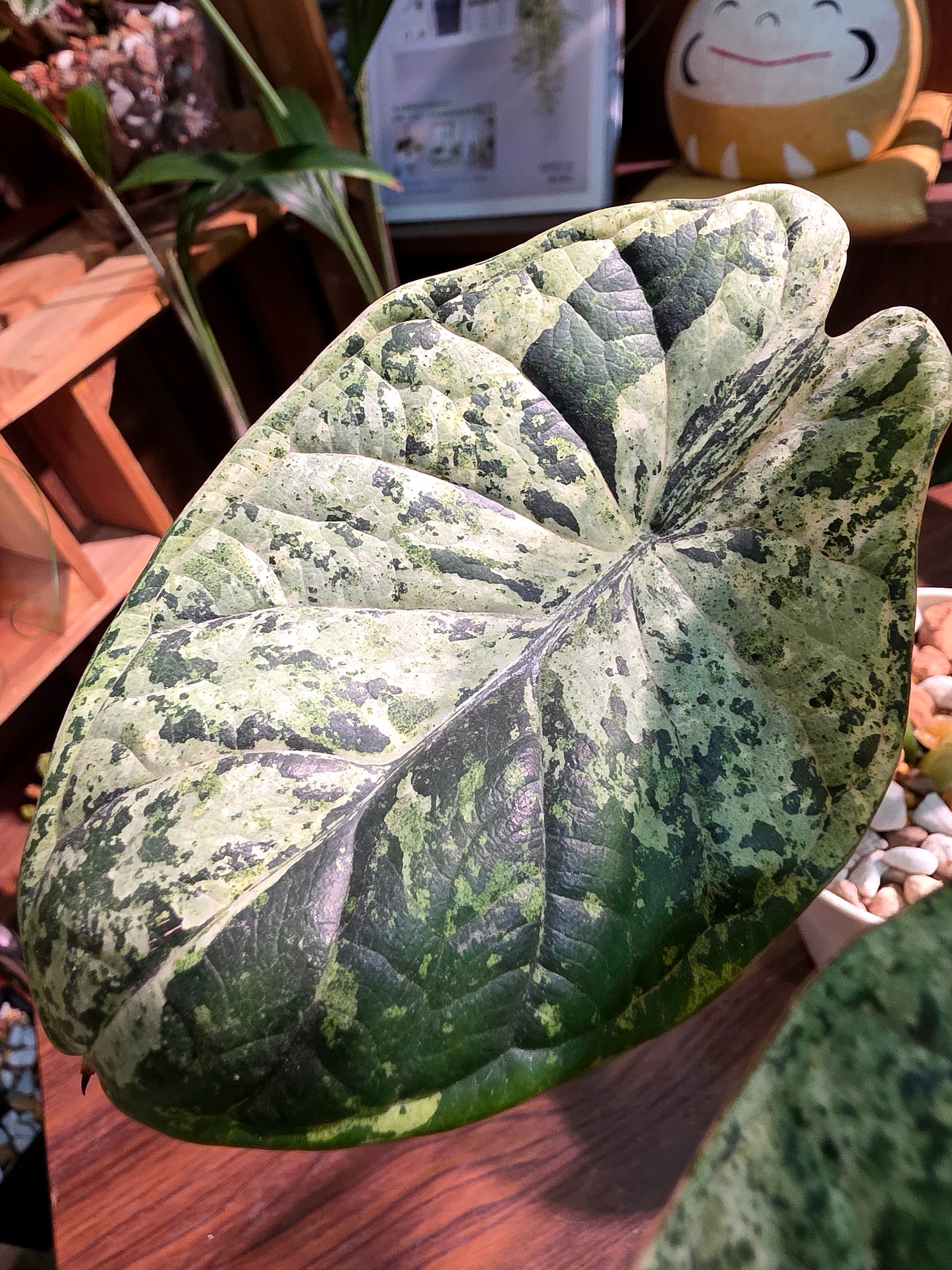 Alocasia dragon scale variegata 龍麟錦海芋