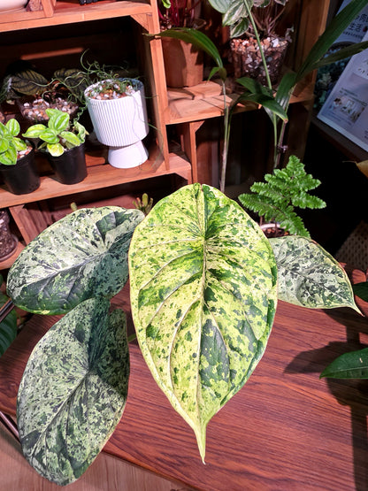 Alocasia dragon scale variegata 龍麟錦海芋