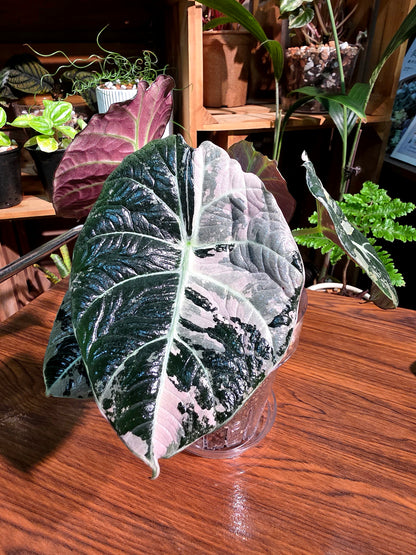 Alocasia black velvet variegated pink 粉斑黑天鵝海芋