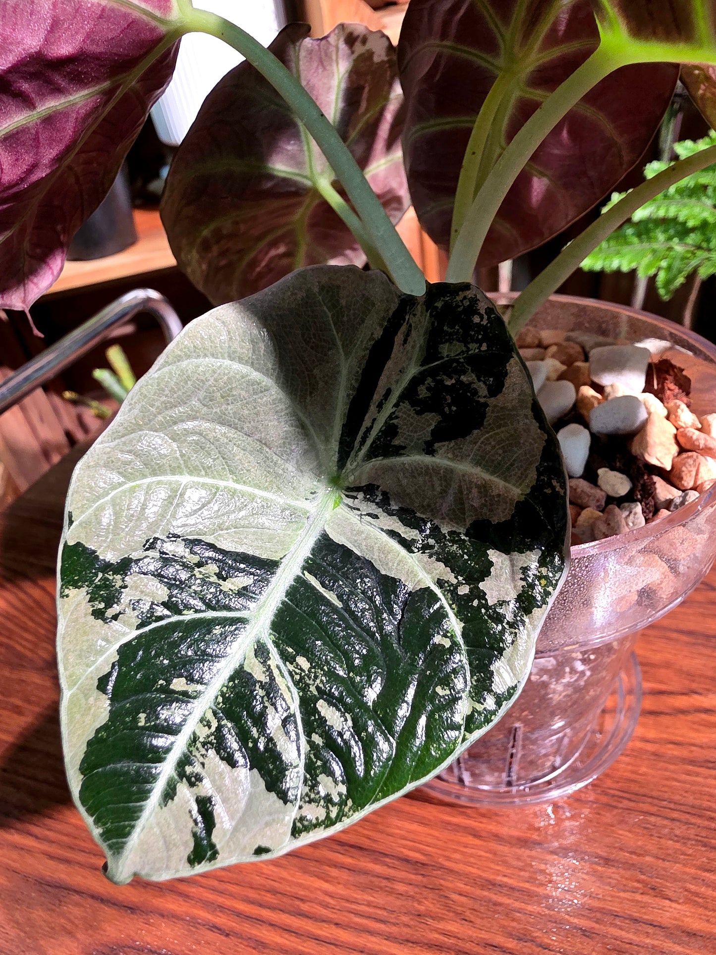 Alocasia black velvet variegated pink 粉斑黑天鵝海芋