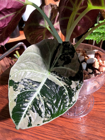 Alocasia black velvet variegated pink 粉斑黑天鵝海芋