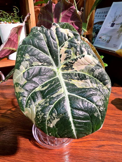 Alocasia black velvet variegated pink 粉斑黑天鵝海芋