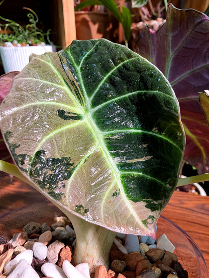 Alocasia black velvet variegated pink 粉斑黑天鵝海芋