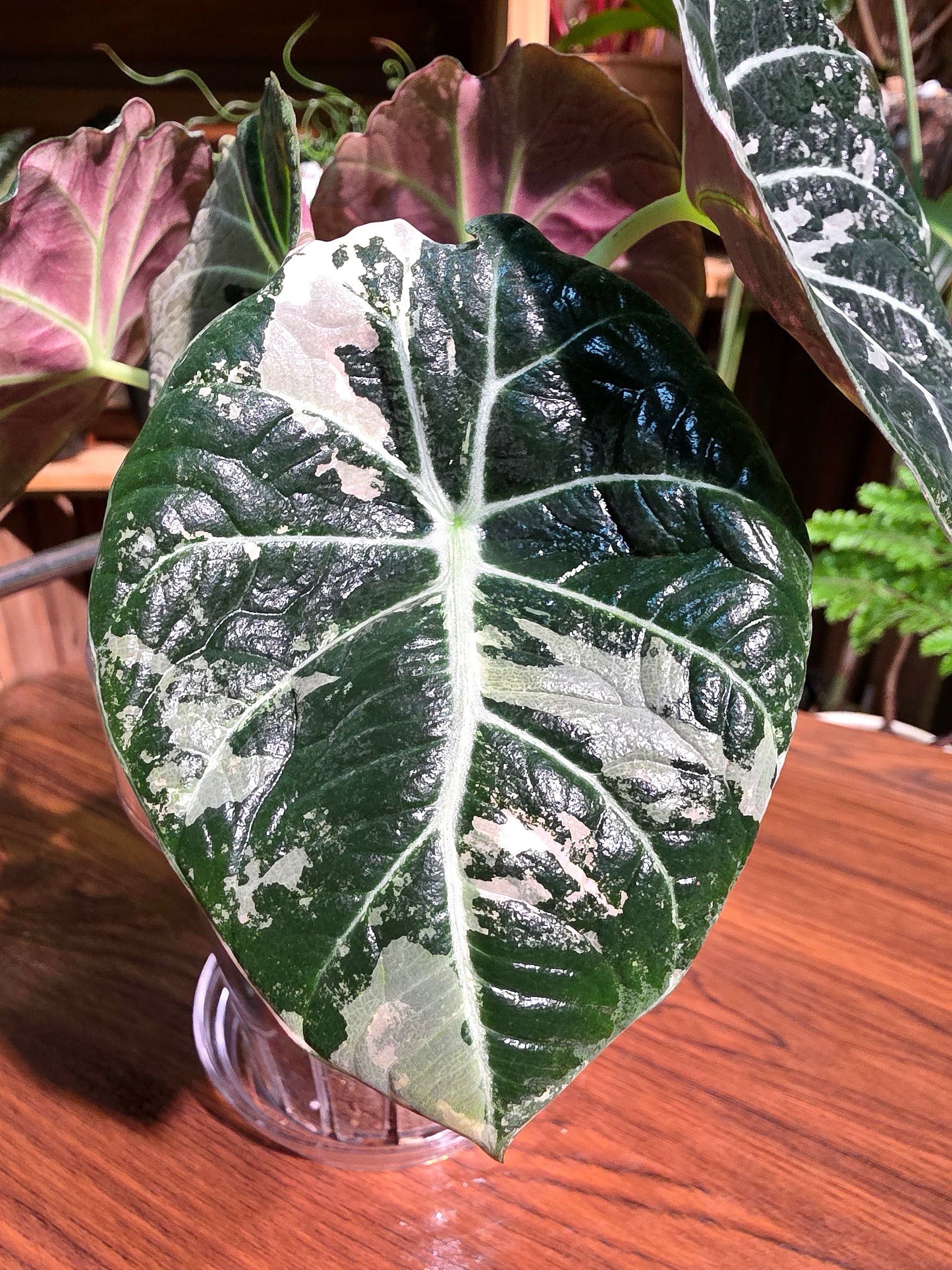 Alocasia black velvet variegated pink 粉斑黑天鵝海芋