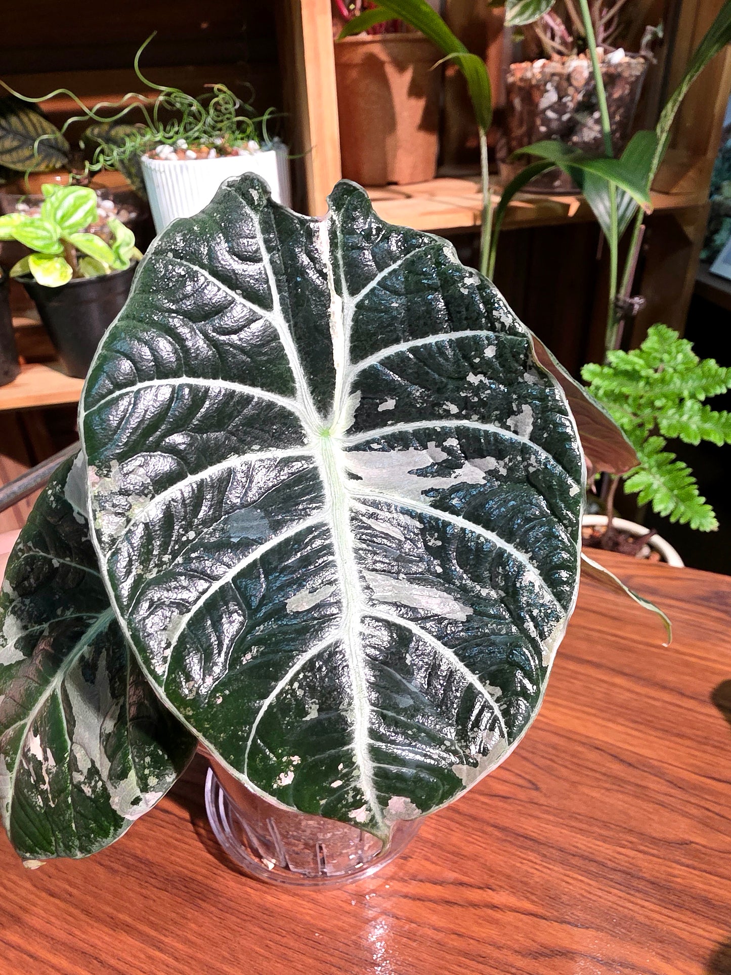 Alocasia black velvet variegated pink 粉斑黑天鵝海芋