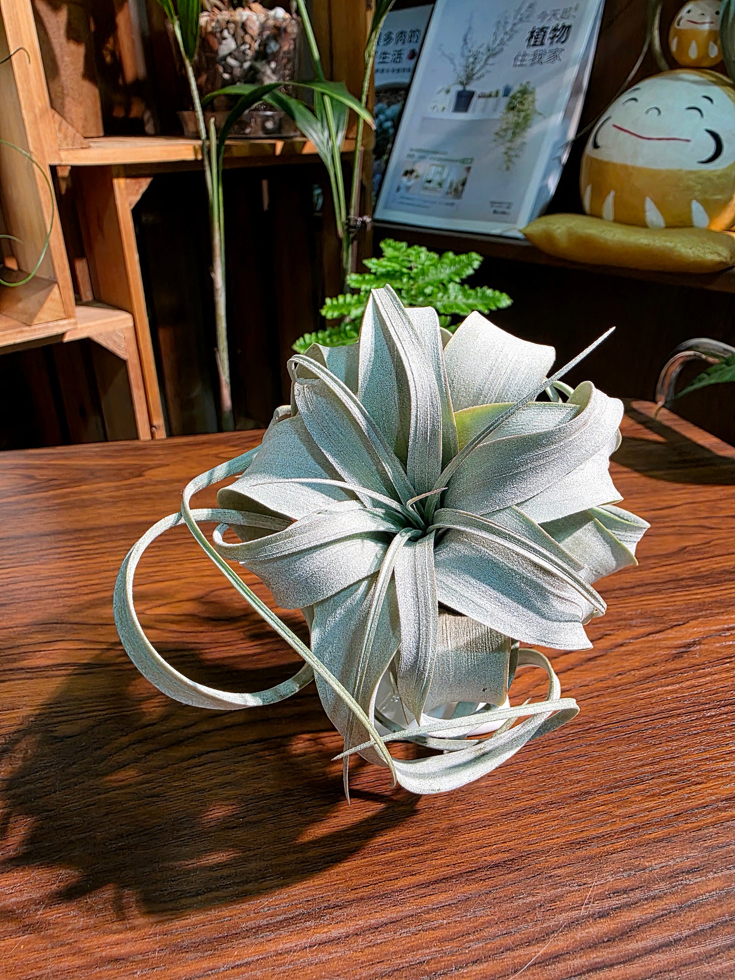 Tillandsia xerographica 霸王空氣鳳梨