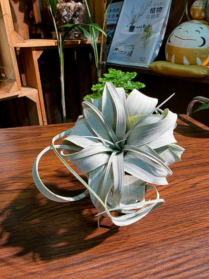 Tillandsia xerographica 霸王空氣鳳梨