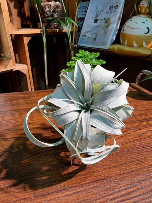 Tillandsia xerographica 霸王空氣鳳梨