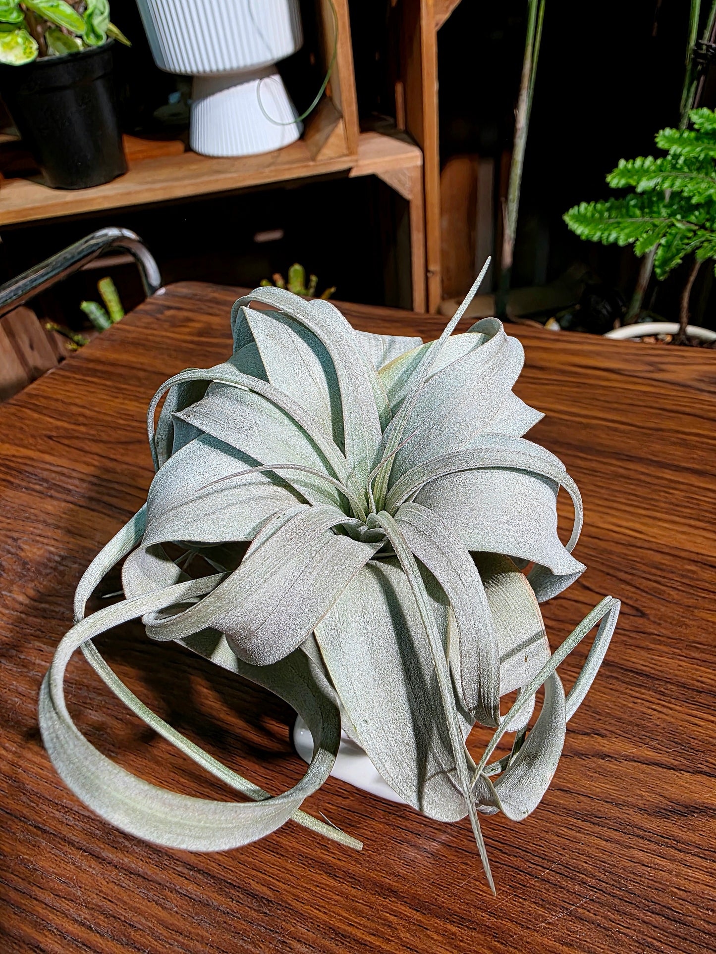 Tillandsia xerographica 霸王空氣鳳梨