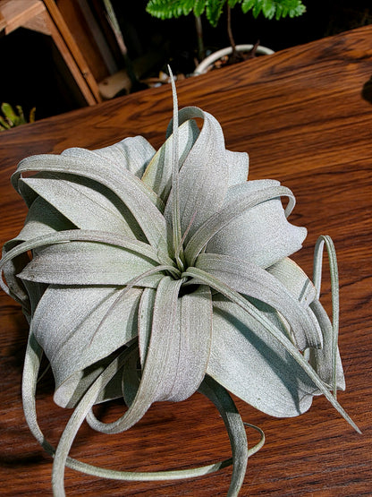 Tillandsia xerographica 霸王空氣鳳梨