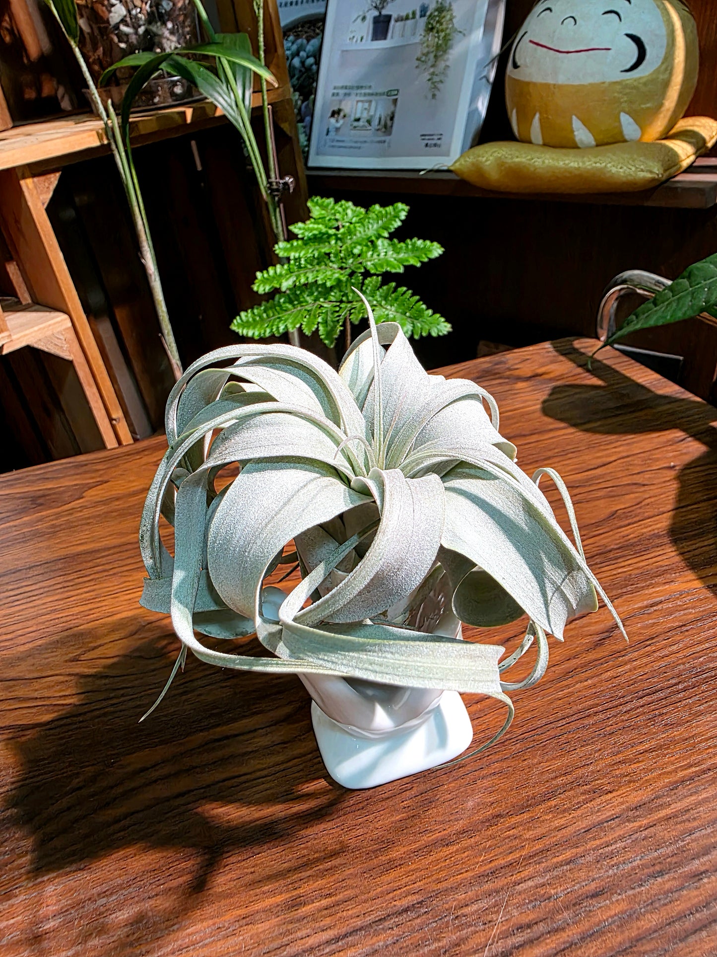 Tillandsia xerographica 霸王空氣鳳梨