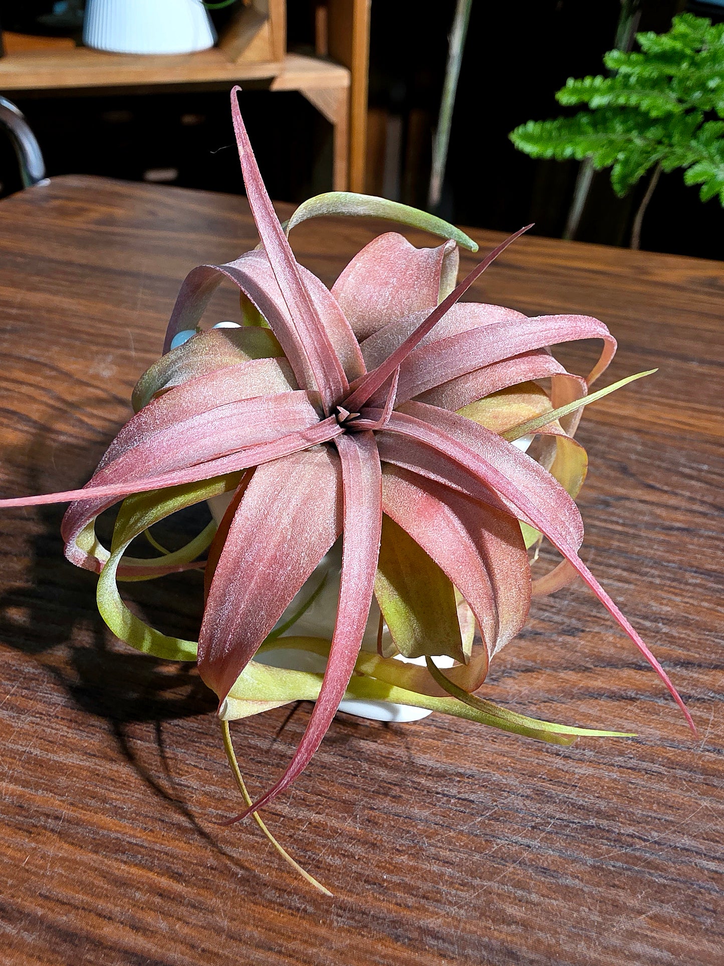 Tillandsia Eric Knobloch 艾瑞克空氣鳳梨