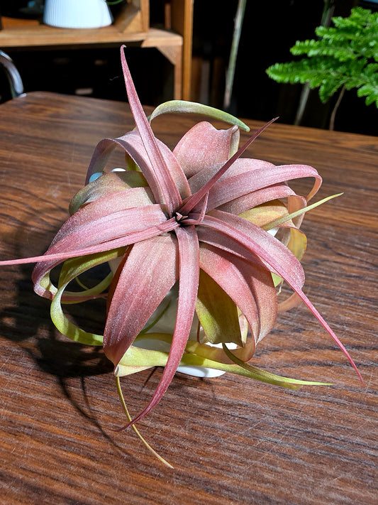 Tillandsia Eric Knobloch 艾瑞克空氣鳳梨