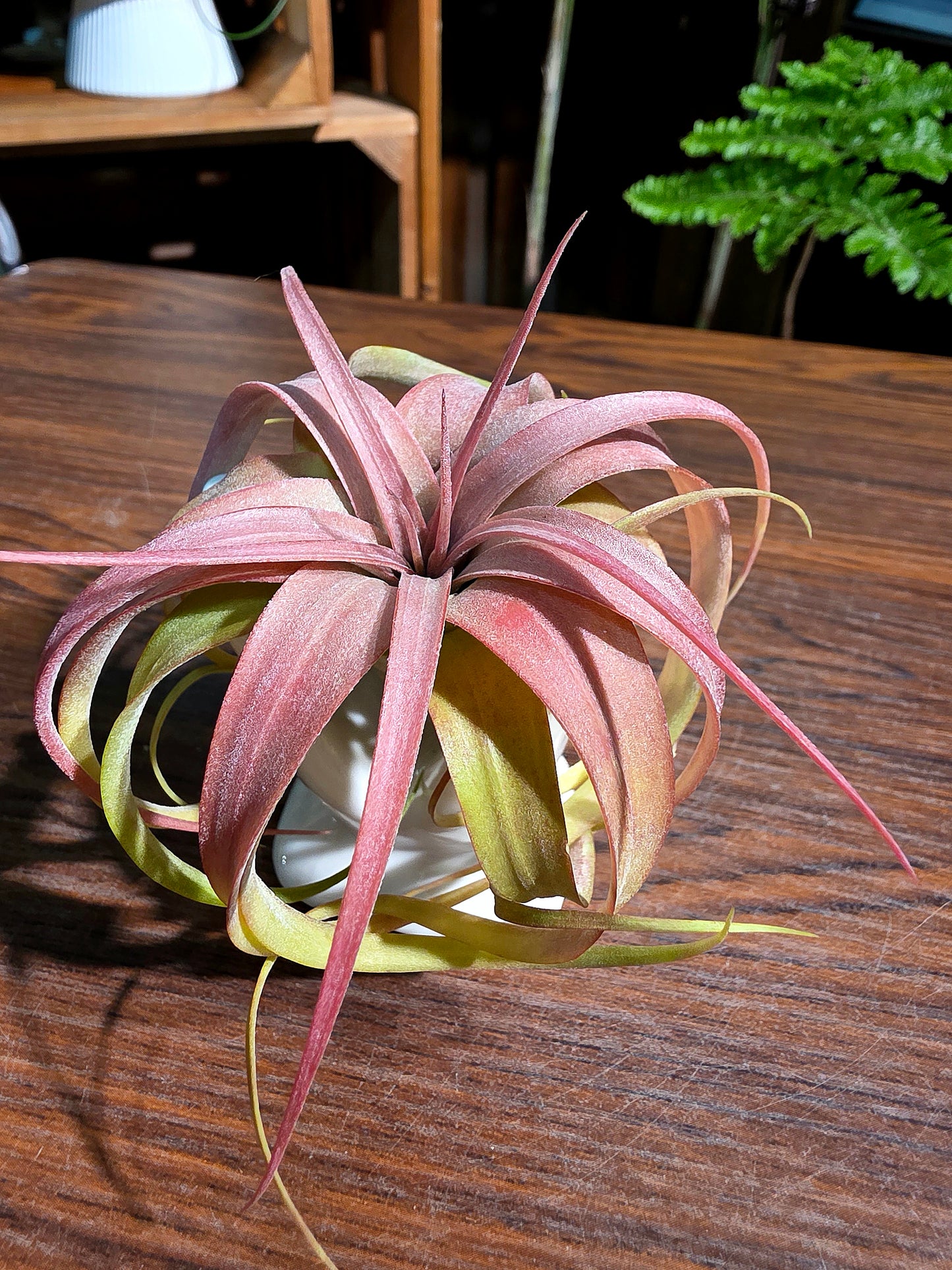 Tillandsia Eric Knobloch 艾瑞克空氣鳳梨