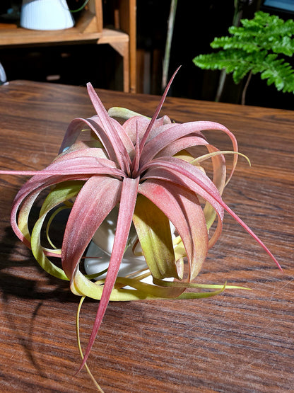 Tillandsia Eric Knobloch 艾瑞克空氣鳳梨
