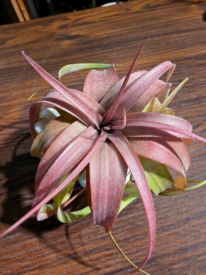 Tillandsia Eric Knobloch 艾瑞克空氣鳳梨