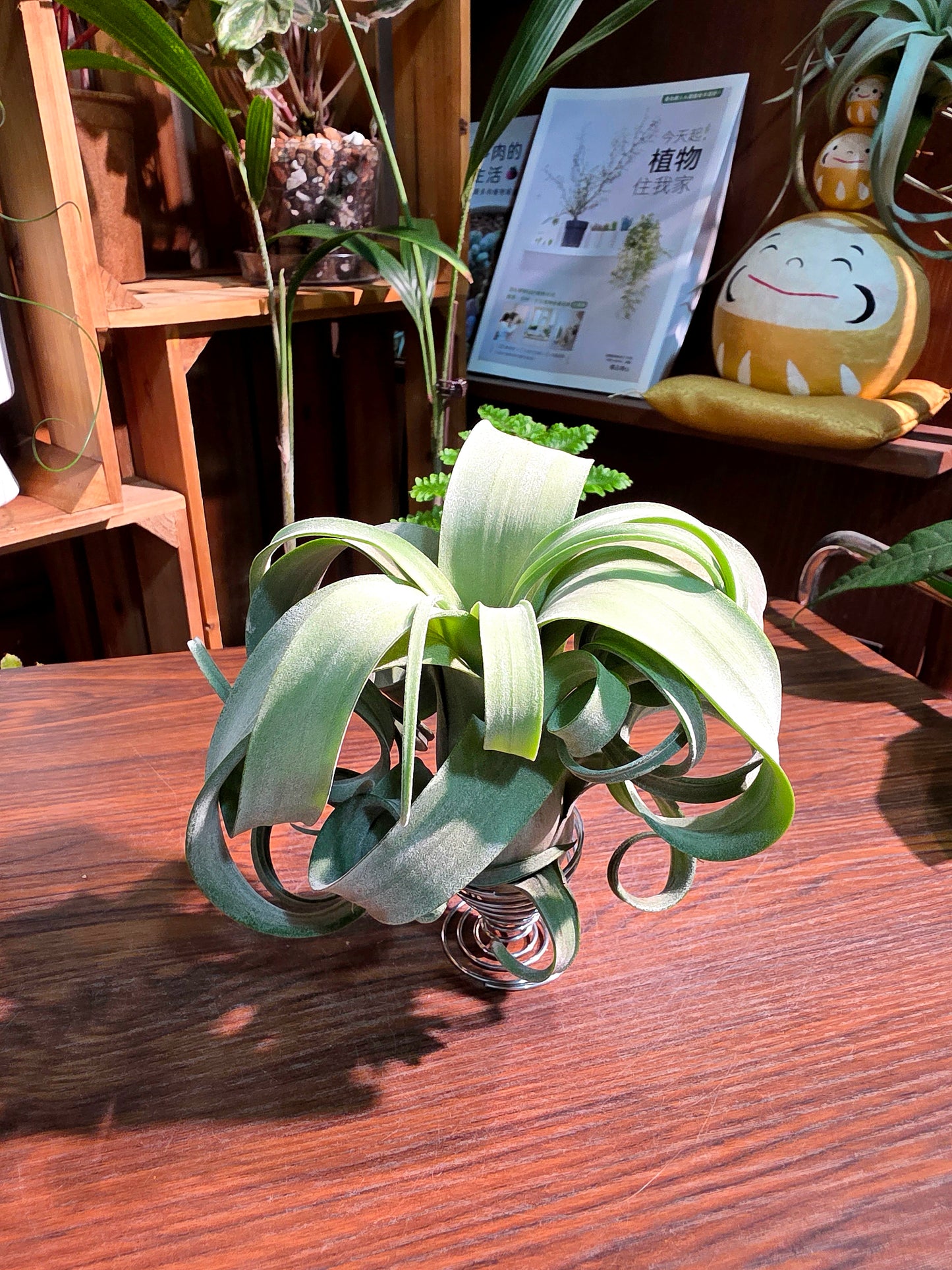 Tillandsia Curly Slim 泰國花卷空氣鳳梨