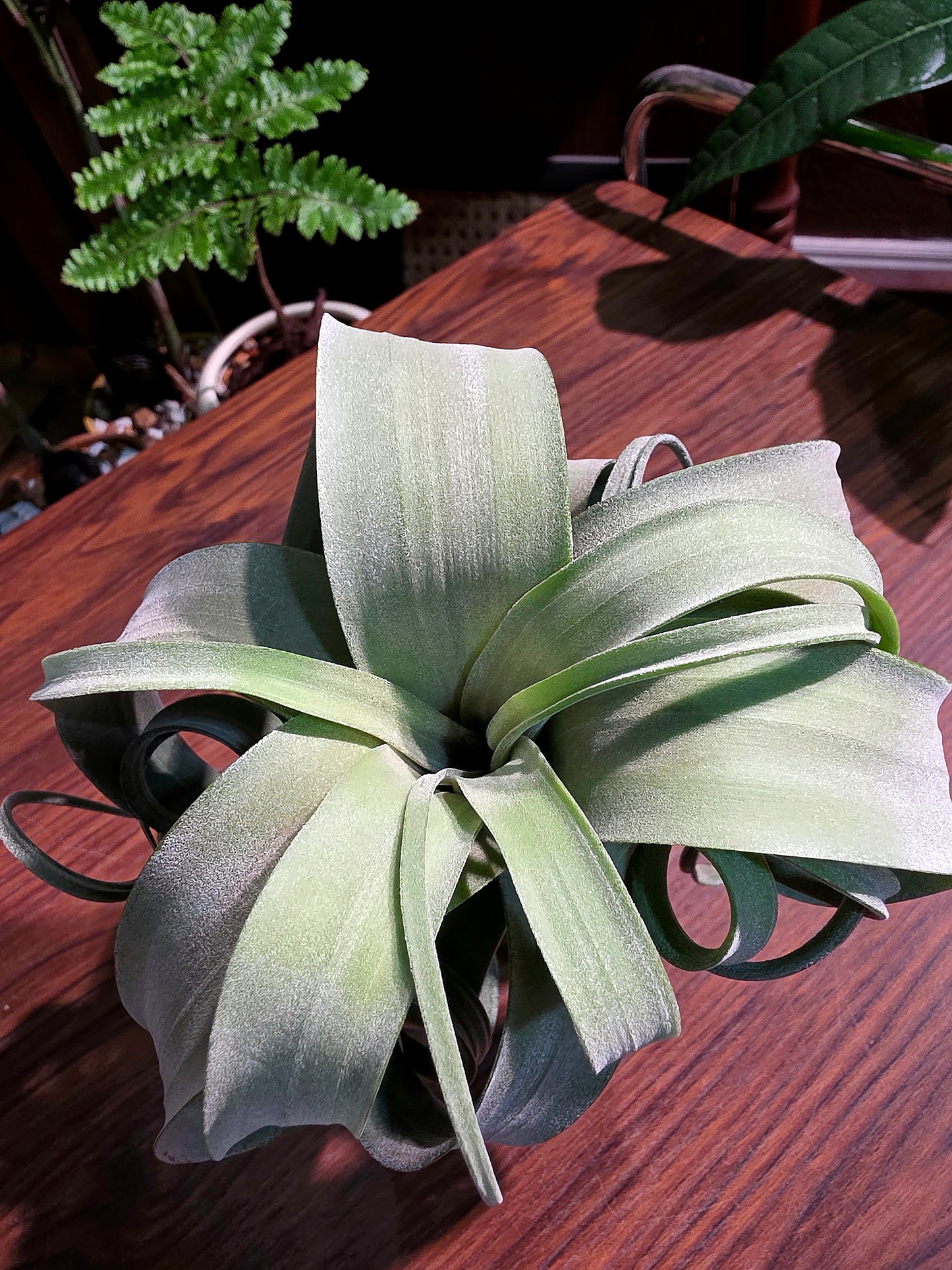 Tillandsia Curly Slim 泰國花卷空氣鳳梨