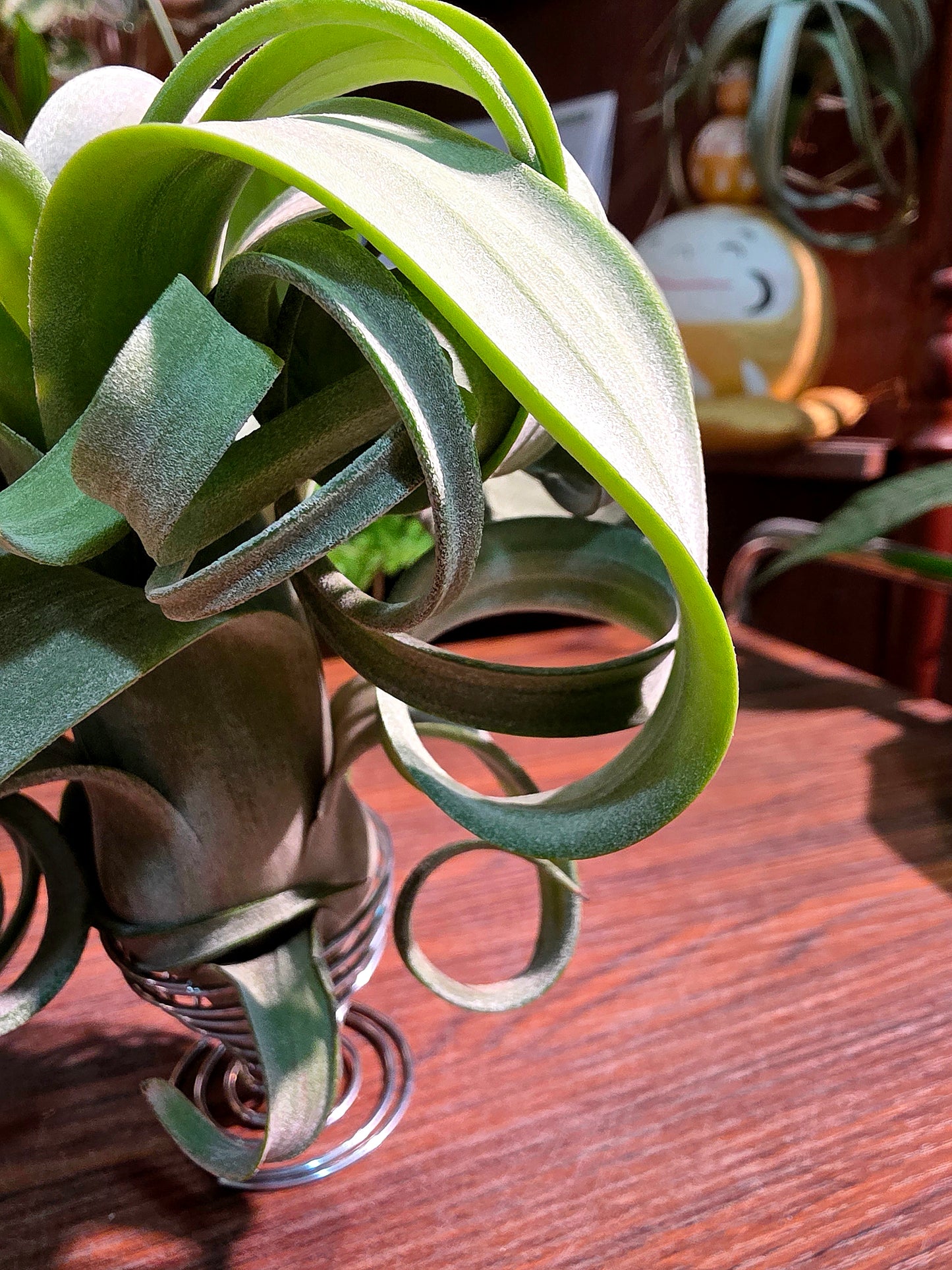 Tillandsia Curly Slim 泰國花卷空氣鳳梨